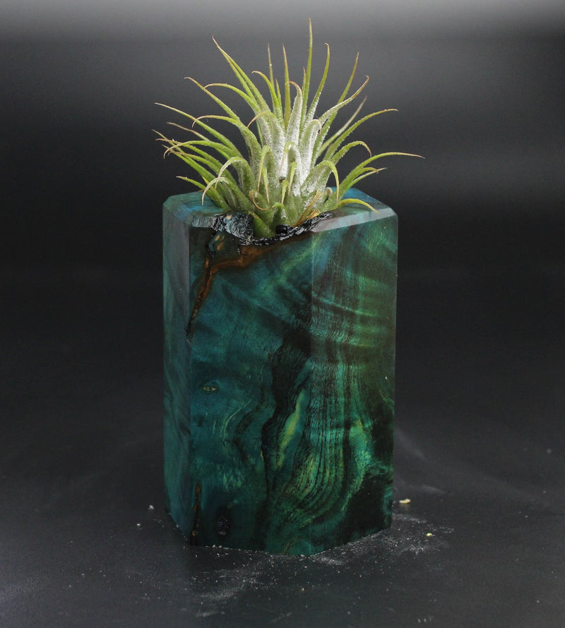 Wood Burl  Air Plant Holder - Irene (Wood Burl, 704490)