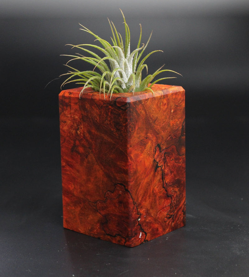 Wood Burl  Air Plant Holder - Ryker (Wood Burl, 704491)