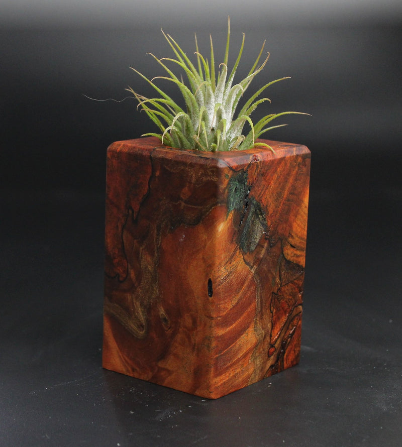 Wood Burl  Air Plant Holder - Fernando (Wood Burl, 704492)