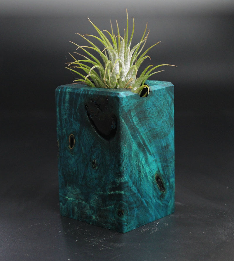 Wood Burl  Air Plant Holder - Justice (Wood Burl, 704493)