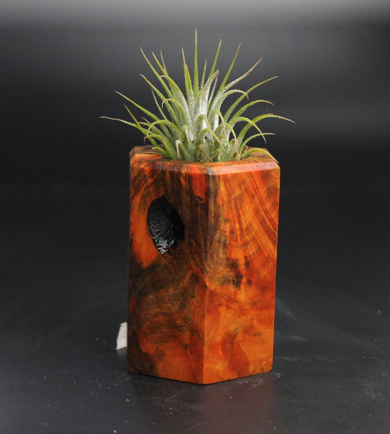 Wood Burl  Air Plant Holder - Waylon (Wood Burl, 704494)