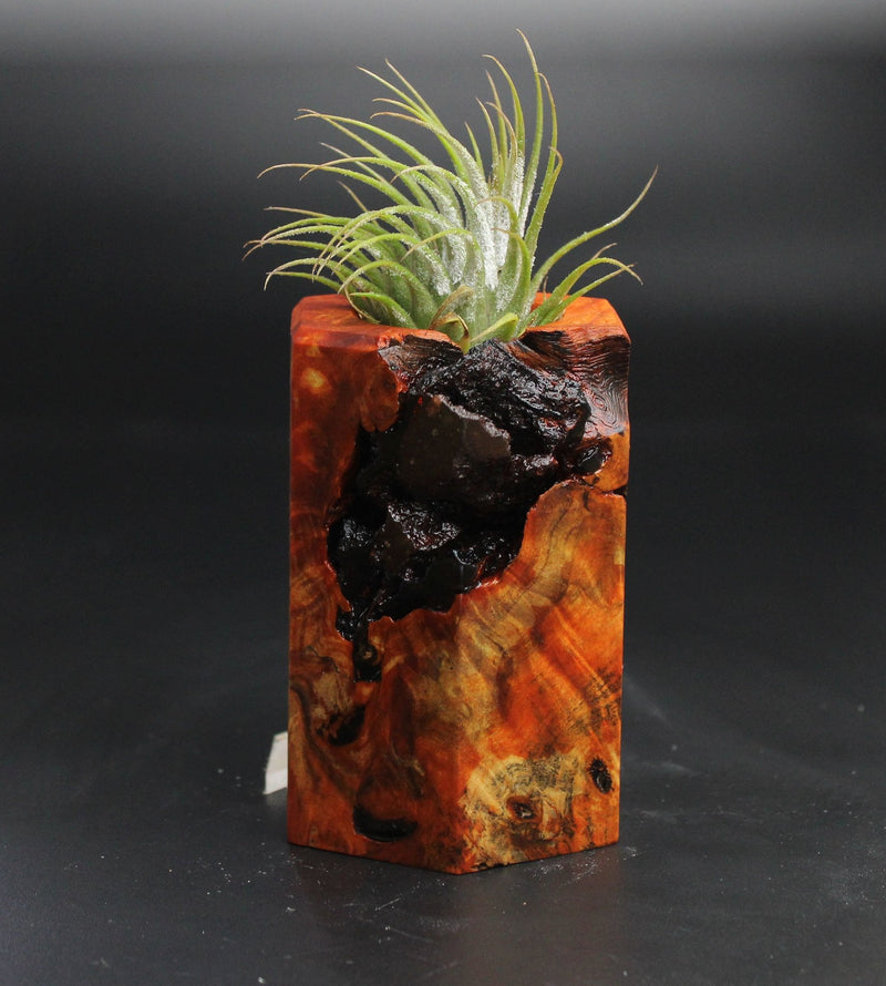 Wood Burl  Air Plant Holder - Malaysia (Wood Burl, 704495)