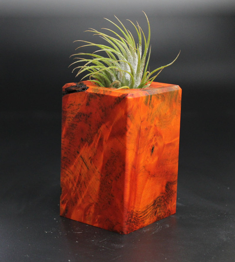 Wood Burl  Air Plant Holder - Lincoln (Wood Burl, 704496)