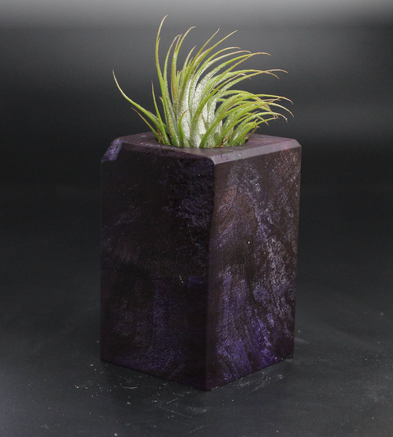 Wood Burl  Air Plant Holder - Virgil (Wood Burl, 704497)