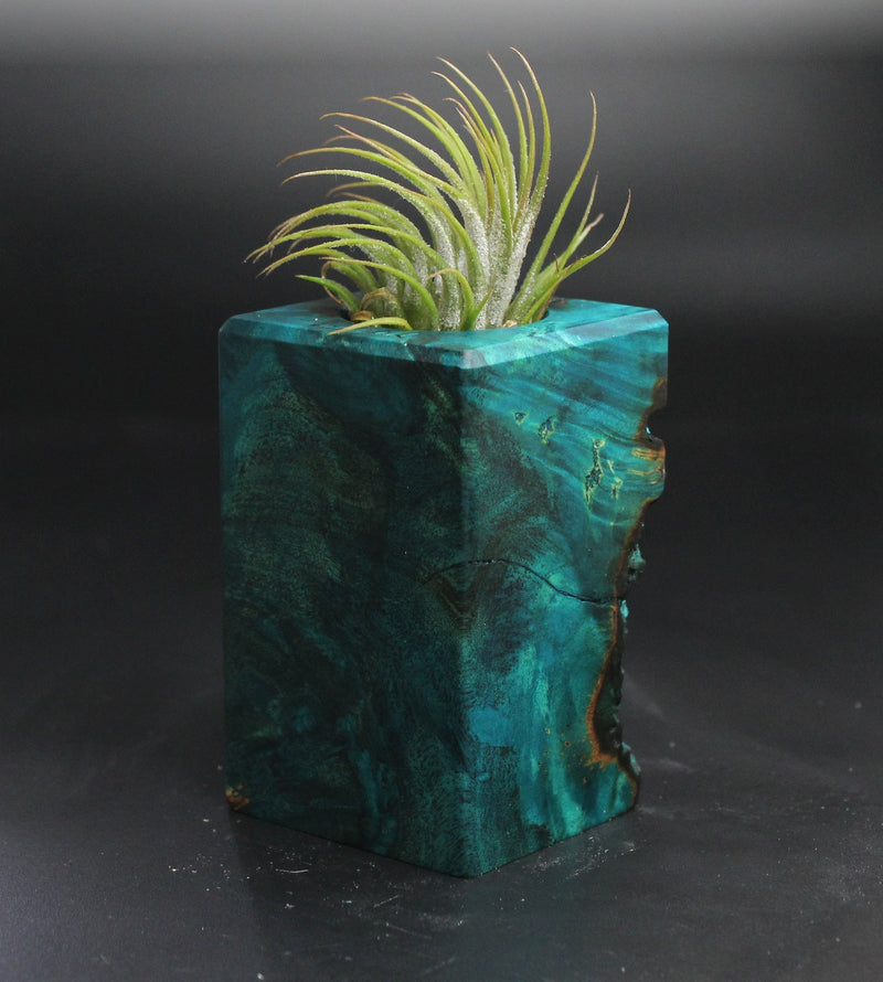 Wood Burl  Air Plant Holder - Nikolas (Wood Burl, 704498)
