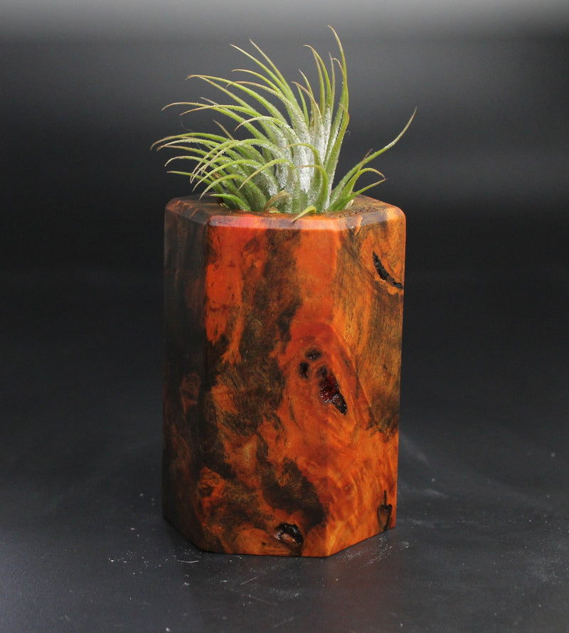Wood Burl  Air Plant Holder - Maurice (Wood Burl, 704499)