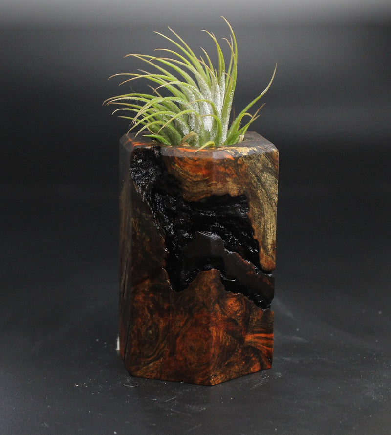 Wood Burl  Air Plant Holder - Troy (Wood Burl, 704500)