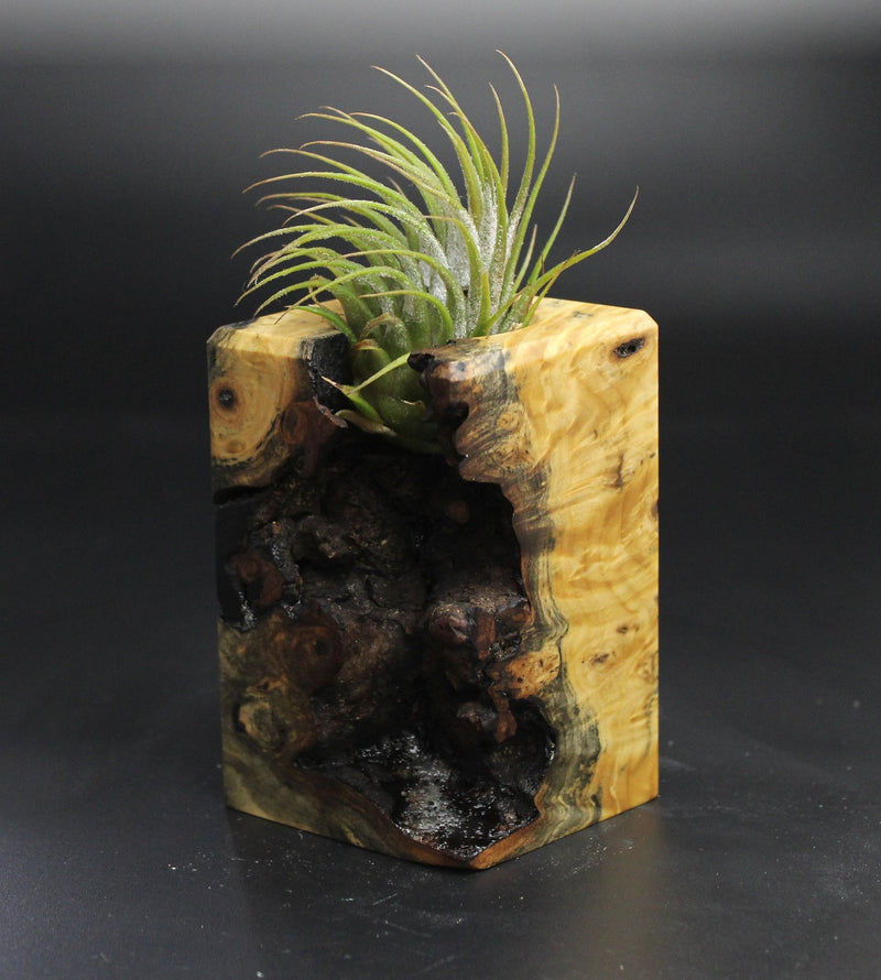 Wood Burl  Air Plant Holder - Ralph (Wood Burl, 704501)