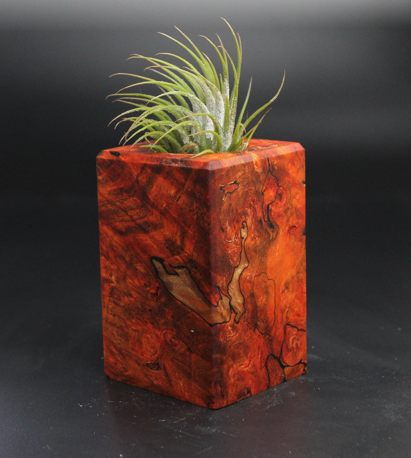 Wood Burl  Air Plant Holder - Mallory (Wood Burl, 704502)