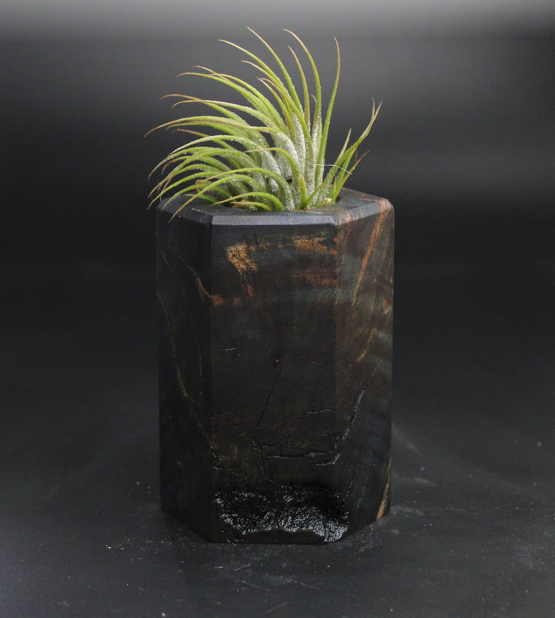 Wood Burl  Air Plant Holder - Yasmin (Wood Burl, 704503)
