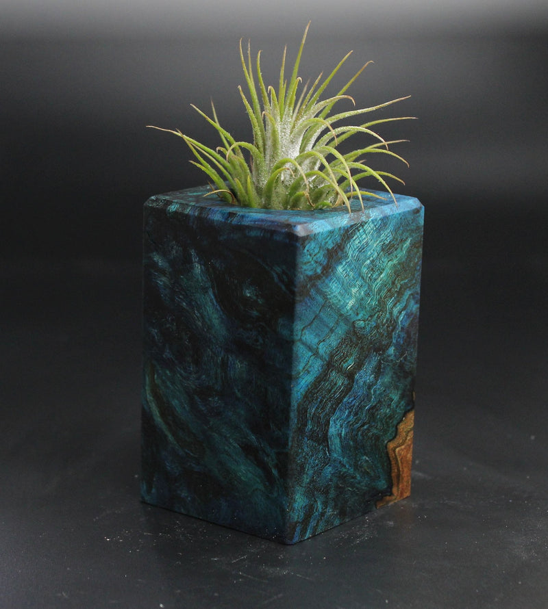 Wood Burl  Air Plant Holder - Evelyn (Wood Burl, 704504)