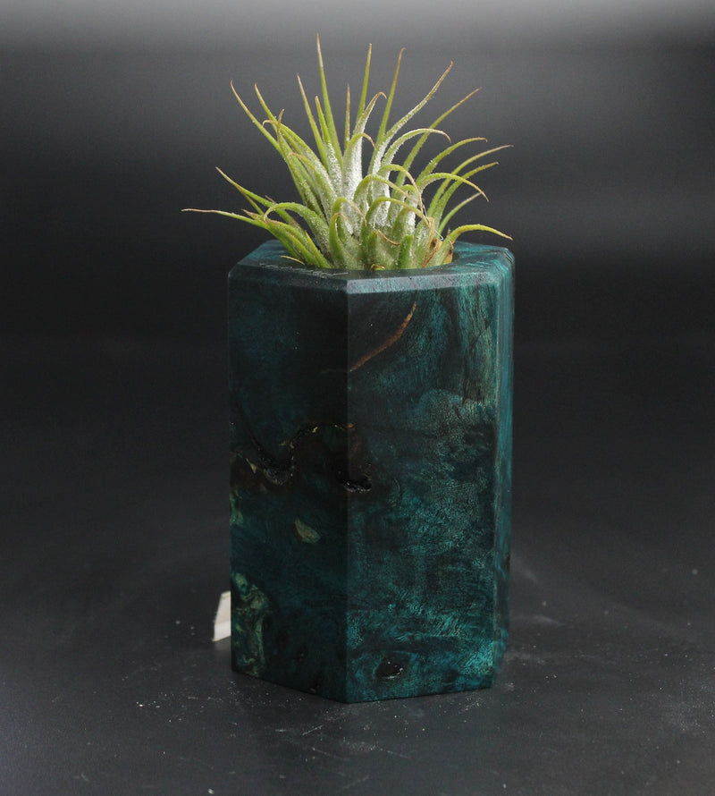 Wood Burl  Air Plant Holder - Constance (Wood Burl, 704505)