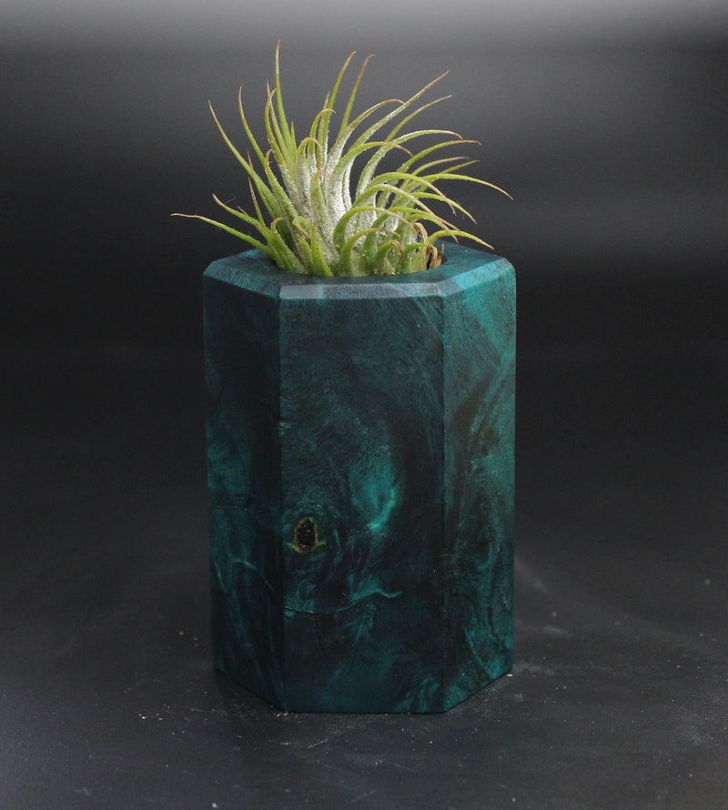 Wood Burl  Air Plant Holder - Scott (Wood Burl, 704506)