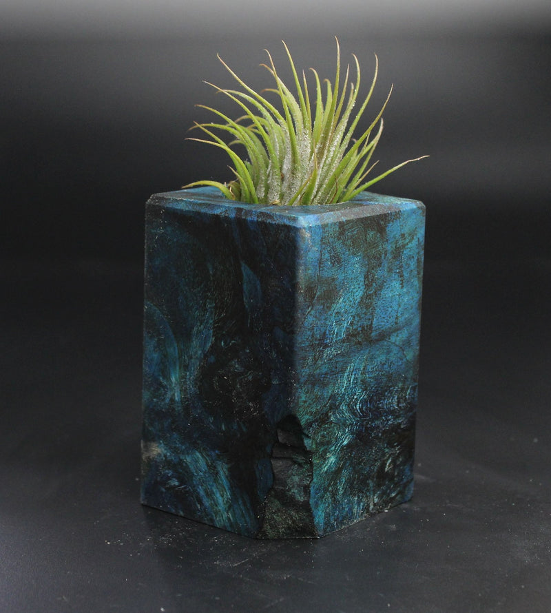 Wood Burl  Air Plant Holder - Keith (Wood Burl, 704507)
