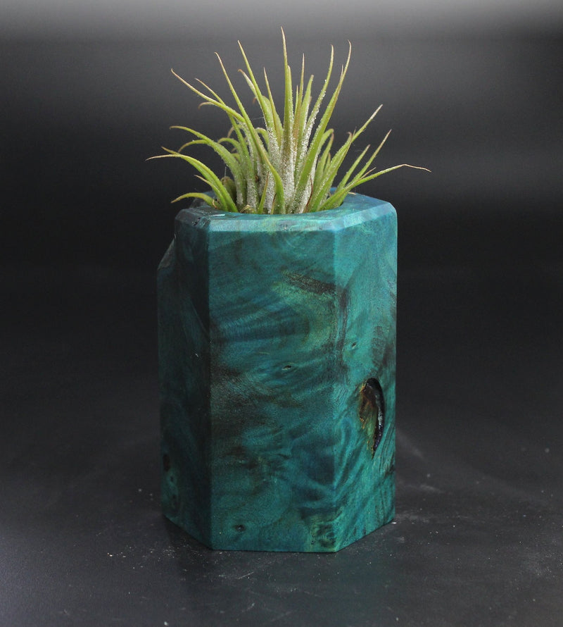 Wood Burl  Air Plant Holder - Tim (Wood Burl, 704508)