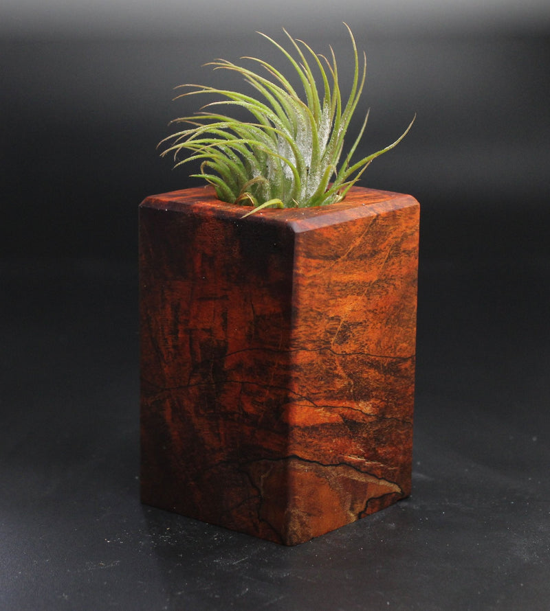 Wood Burl  Air Plant Holder - Clarence (Wood Burl, 704509)