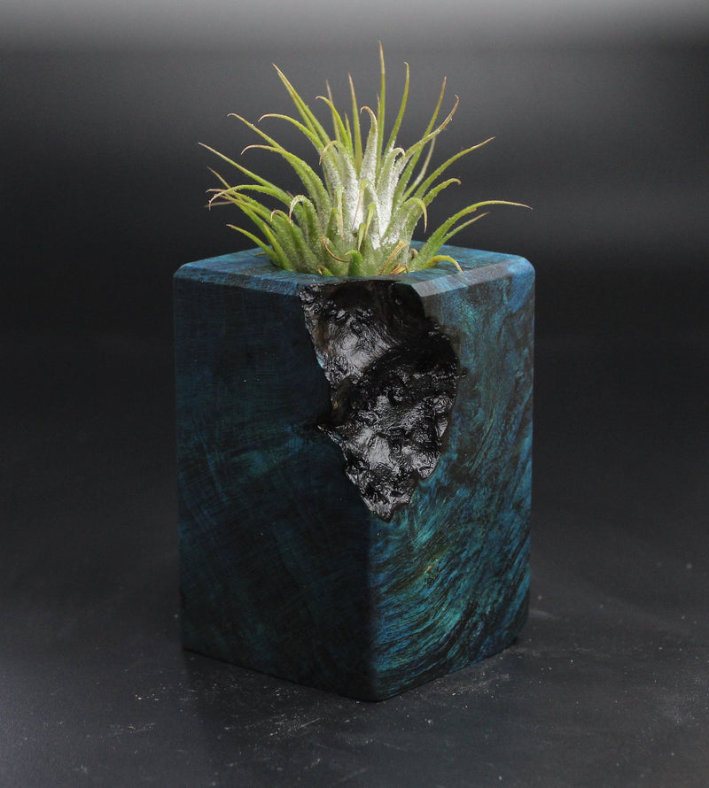 Wood Burl  Air Plant Holder - Aitana (Wood Burl, 704510)