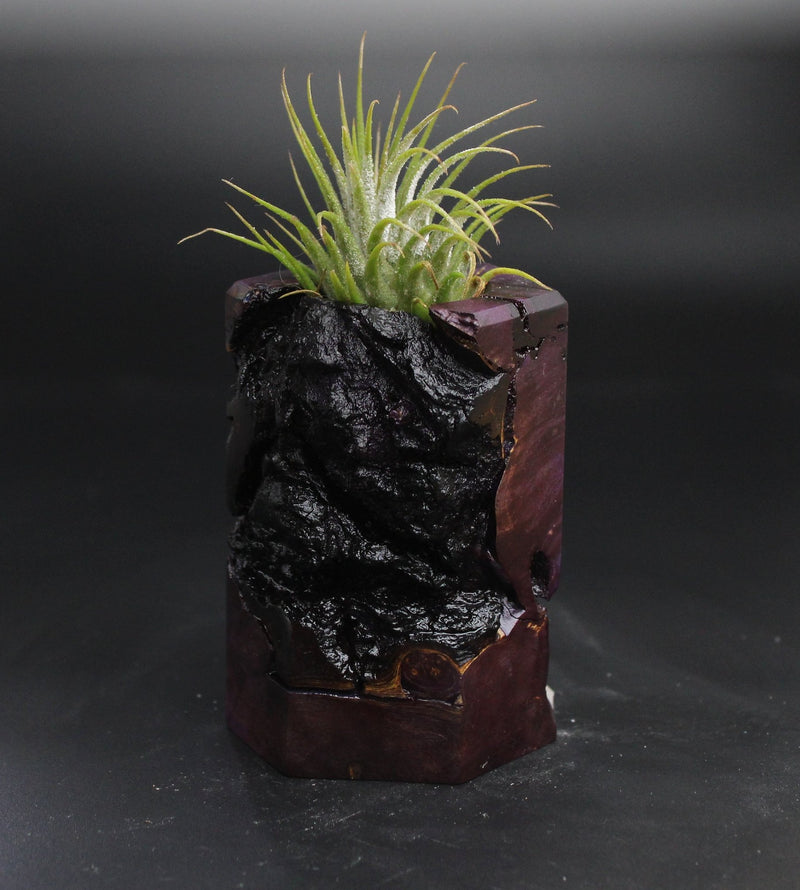 Wood Burl  Air Plant Holder - Kobe (Wood Burl, 704511)