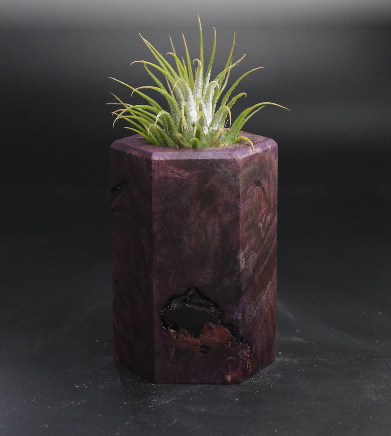 Wood Burl  Air Plant Holder - London (Wood Burl, 704512)