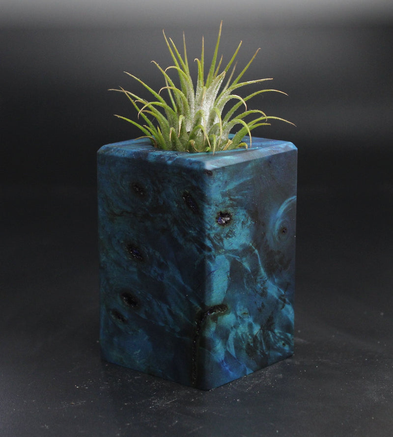 Wood Burl  Air Plant Holder - Tommy (Wood Burl, 704513)