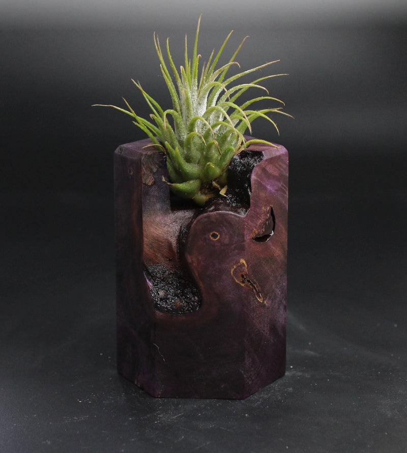 Wood Burl  Air Plant Holder - Bob (Wood Burl, 704514)