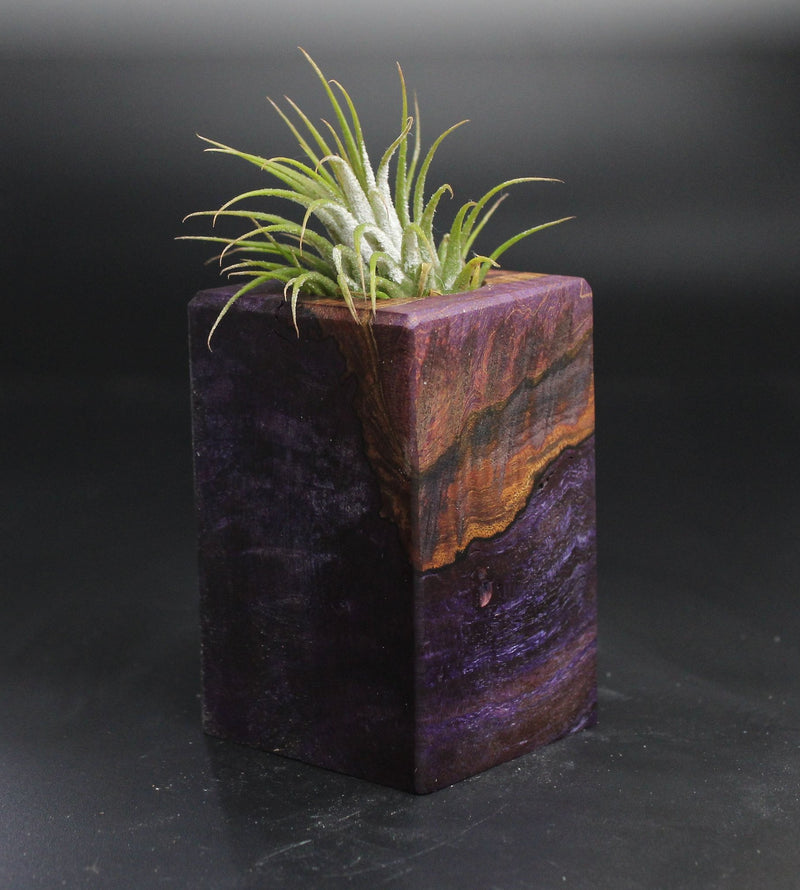 Wood Burl  Air Plant Holder - Justin (Wood Burl, 704516)