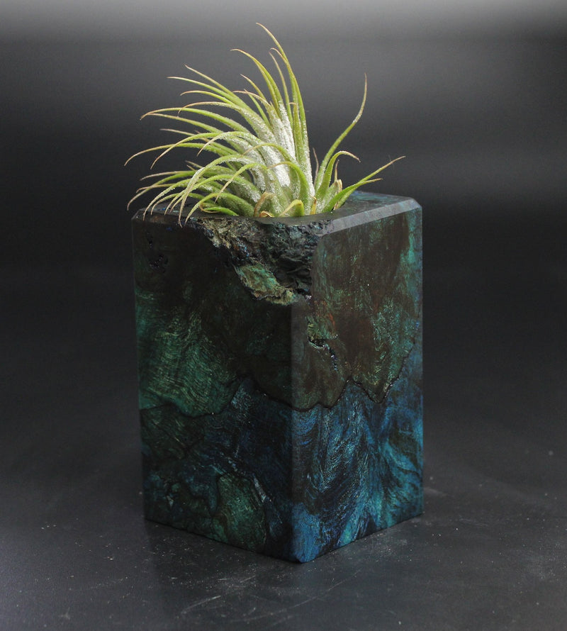 Wood Burl  Air Plant Holder - Rosemarie (Wood Burl, 704517)