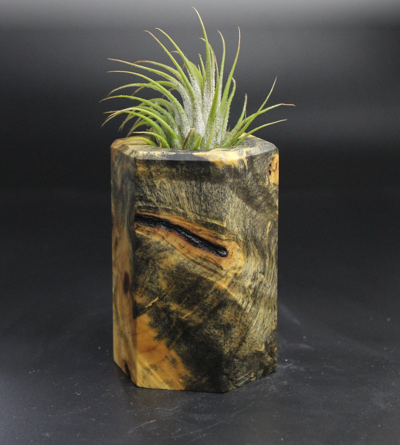 Wood Burl  Air Plant Holder - Beverly (Wood Burl, 704518)