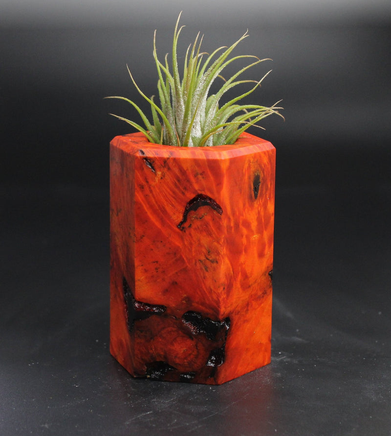 Wood Burl  Air Plant Holder - Paul (Wood Burl, 704519)