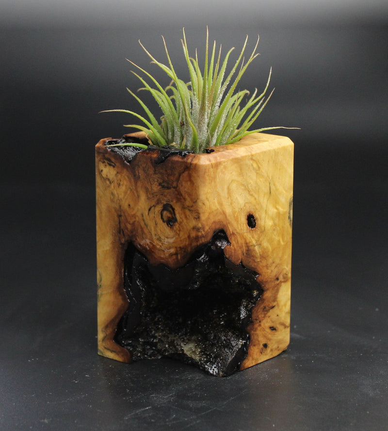 Wood Burl  Air Plant Holder - Hilda (Wood Burl, 704520)