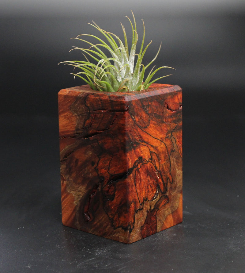 Wood Burl  Air Plant Holder - Sabrina (Wood Burl, 704521)