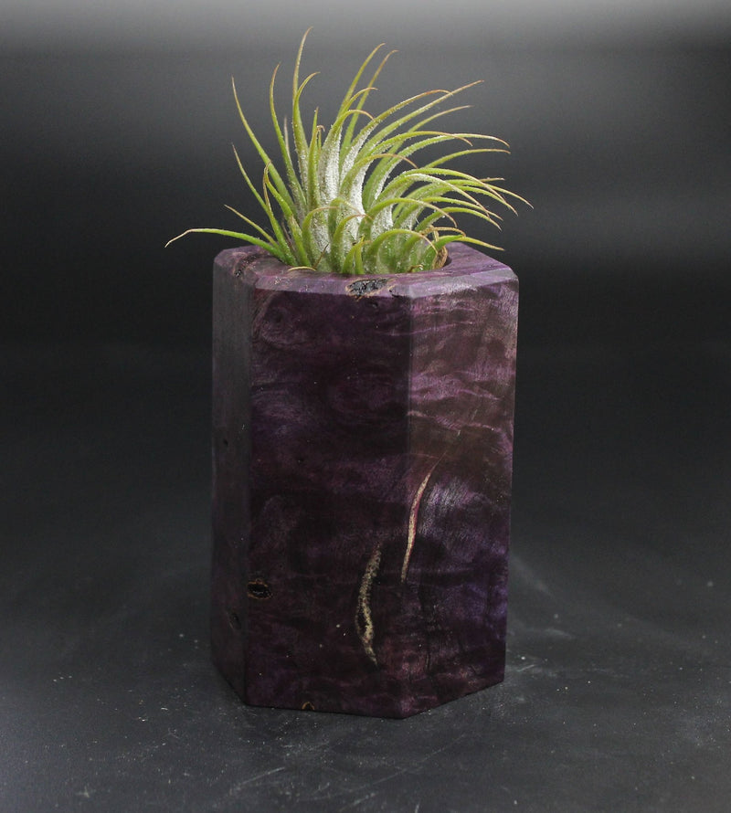 Wood Burl  Air Plant Holder - Fiona (Wood Burl, 704522)