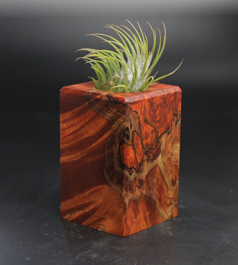 Wood Burl  Air Plant Holder - Marla (Wood Burl, 704523)