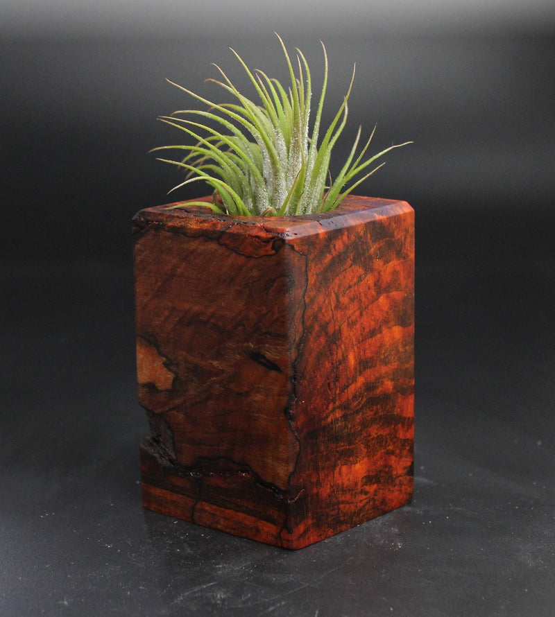 Wood Burl  Air Plant Holder - Jimmy (Wood Burl, 704524)
