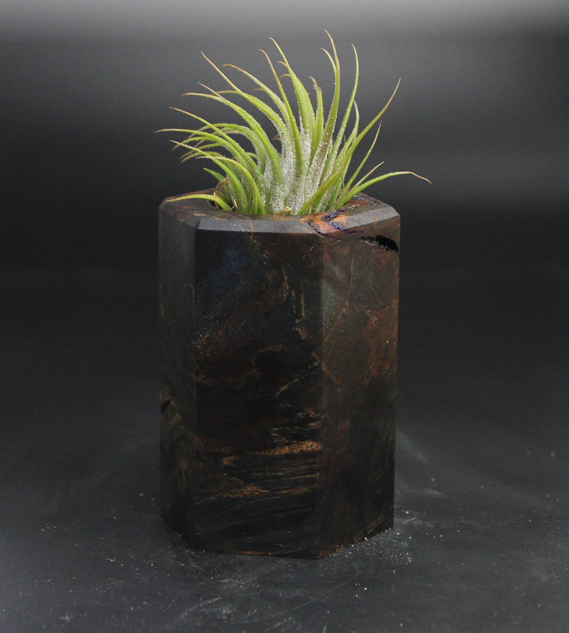 Wood Burl  Air Plant Holder - Kaylin (Wood Burl, 704525)