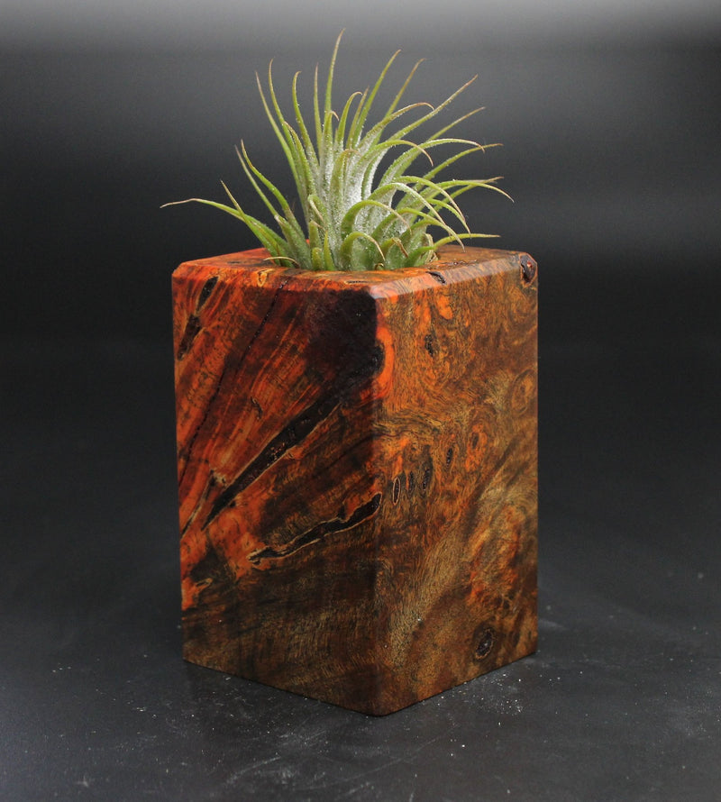 Wood Burl  Air Plant Holder - Annalise (Wood Burl, 704526)