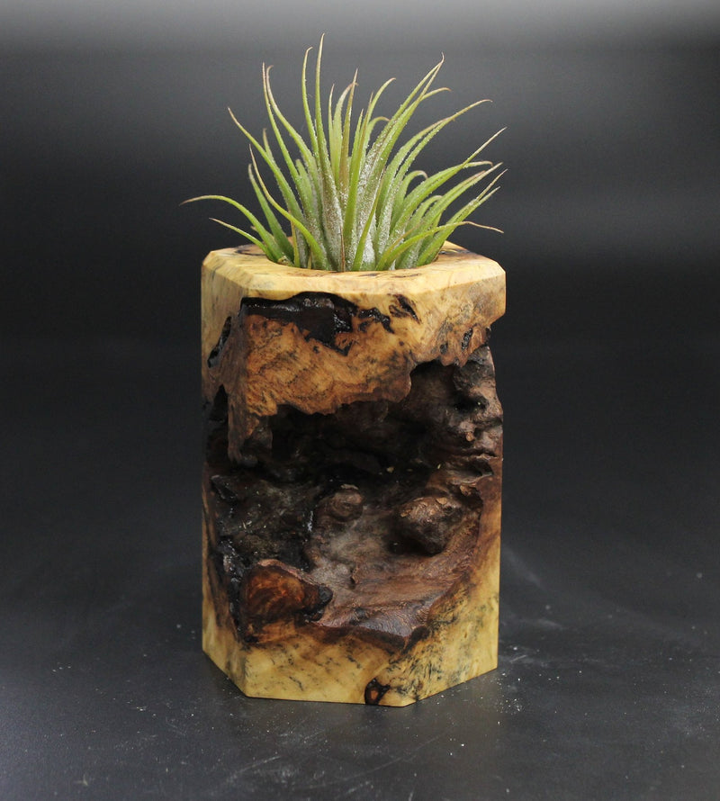Wood Burl  Air Plant Holder - Fernando (Wood Burl, 704527)