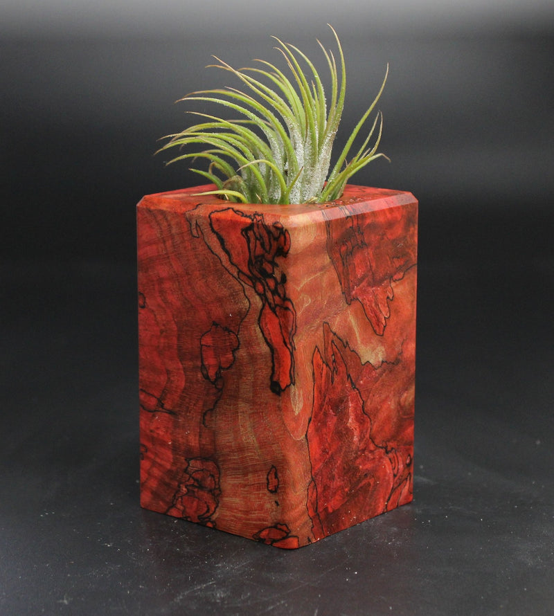 Wood Burl  Air Plant Holder - Brent (Wood Burl, 704528)