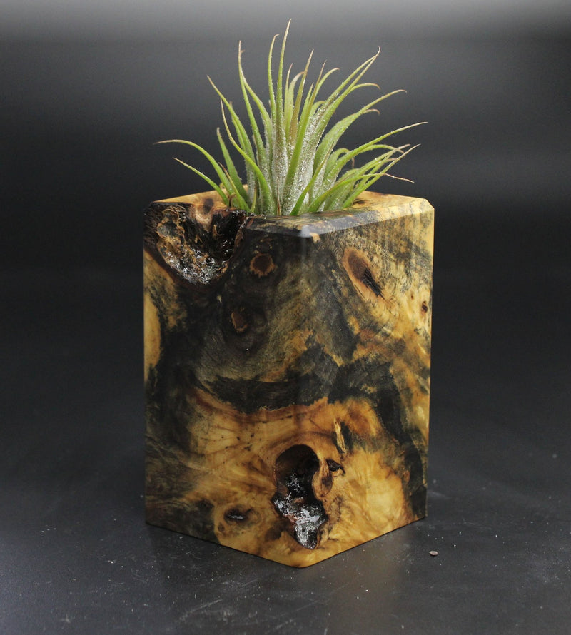 Wood Burl  Air Plant Holder - Alfred (Wood Burl, 704529)