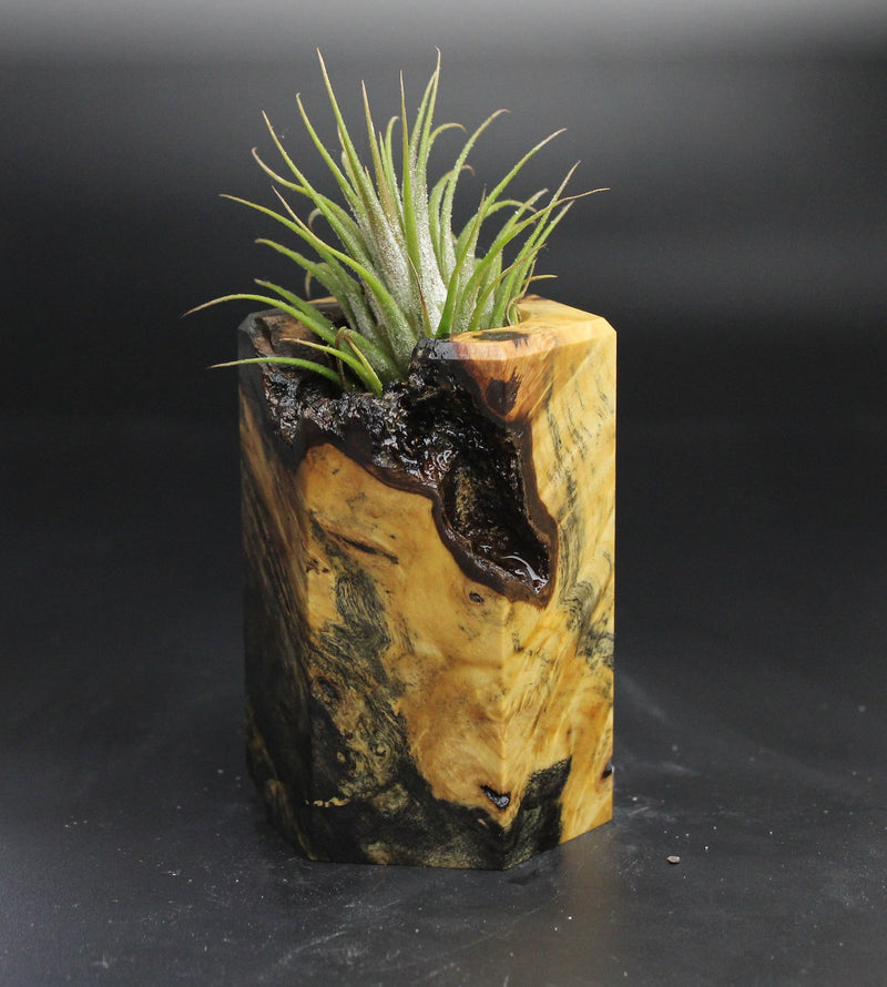 Wood Burl  Air Plant Holder - Lainey (Wood Burl, 704530)