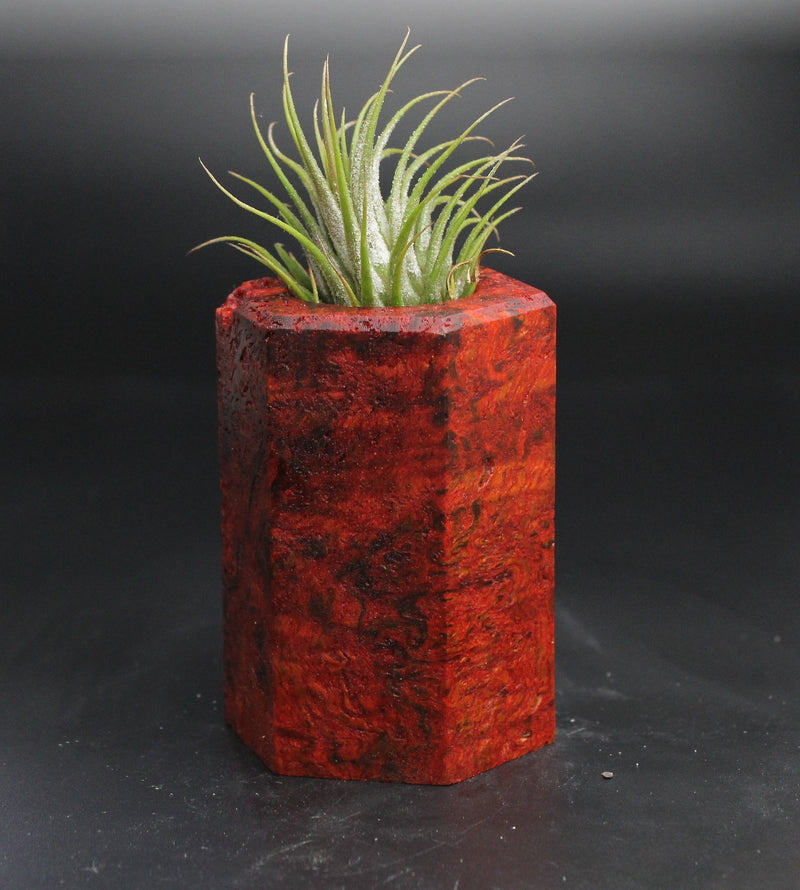Wood Burl  Air Plant Holder - Tate (Wood Burl, 704531)