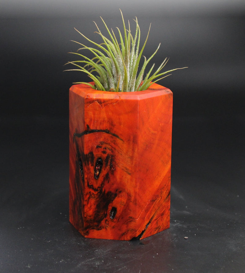 Wood Burl  Air Plant Holder - Steve (Wood Burl, 704533)