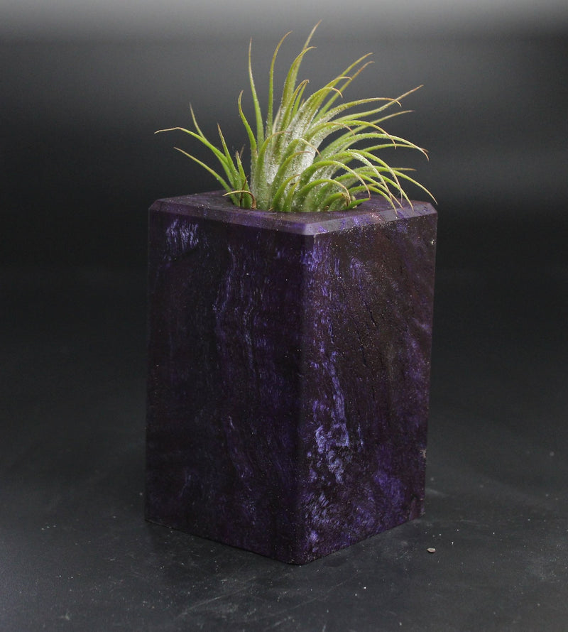 Wood Burl  Air Plant Holder - Agnes (Wood Burl, 704535)
