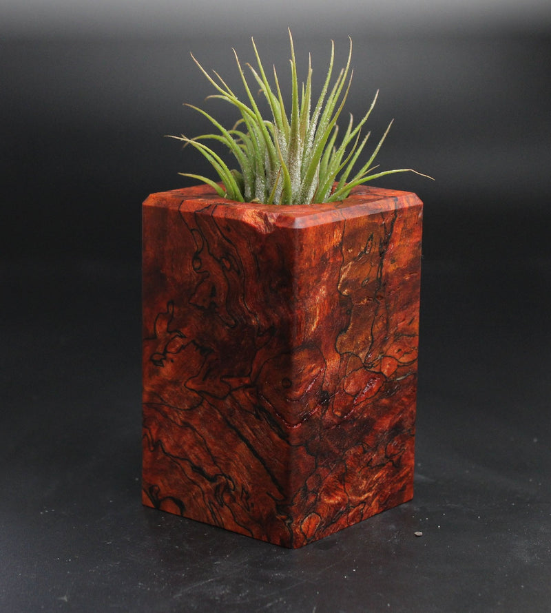 Wood Burl  Air Plant Holder - Spencer (Wood Burl, 704536)