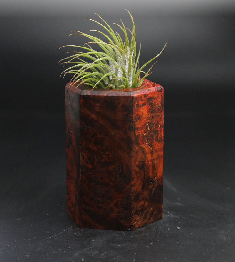Wood Burl  Air Plant Holder - Gretchen (Wood Burl, 704537)