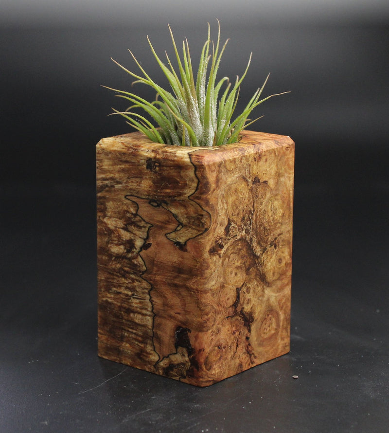 Wood Burl  Air Plant Holder - Francis (Wood Burl, 704538)