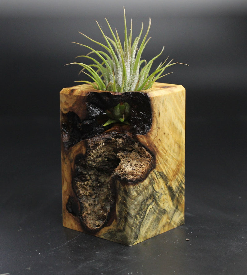 Wood Burl  Air Plant Holder - Jett (Wood Burl, 704539)