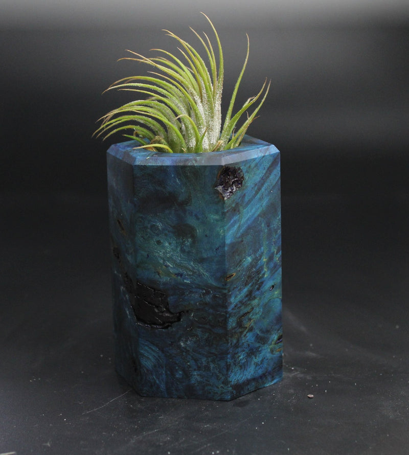 Wood Burl  Air Plant Holder - Evie (Wood Burl, 704540)
