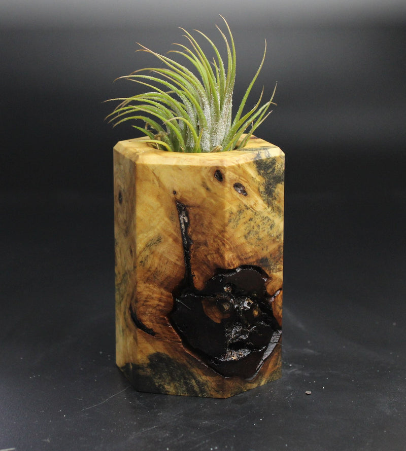 Wood Burl  Air Plant Holder - Maude (Wood Burl, 704541)