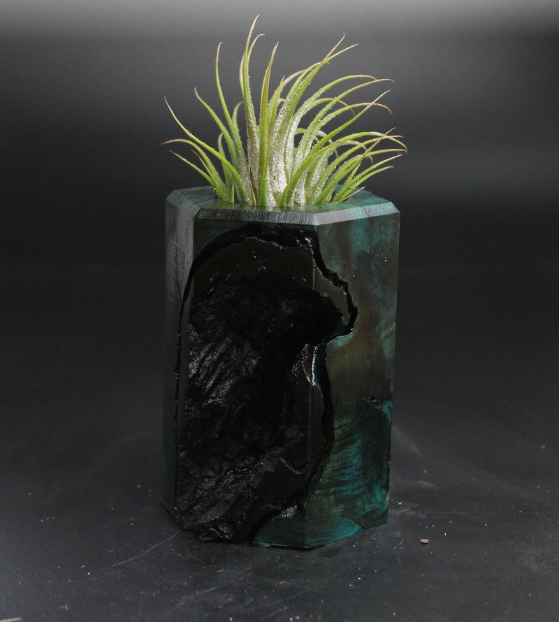 Wood Burl  Air Plant Holder - Joy (Wood Burl, 704542)